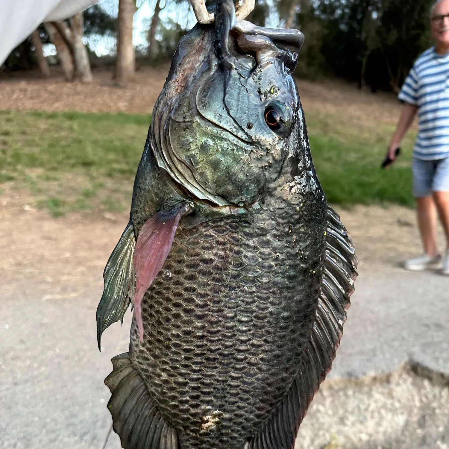 The most recent Blue tilapia catches on Fishbrain