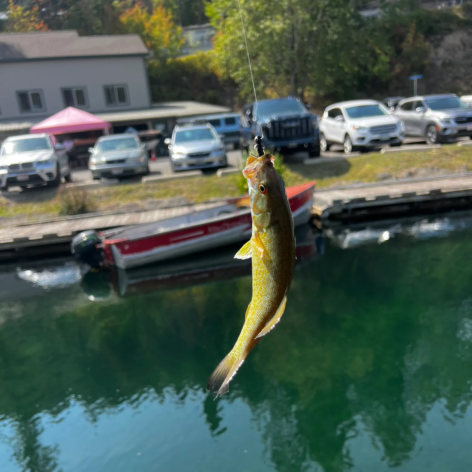 Smallmouth bass caught on Fishbrain