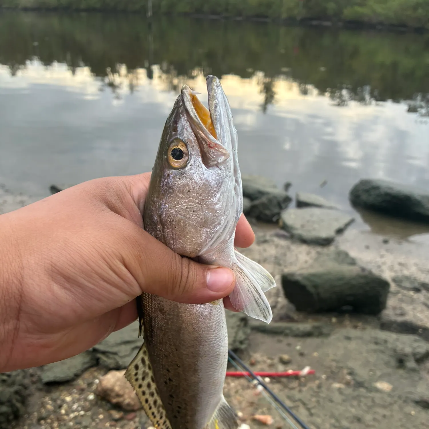 Spotted seatrout caught on Fishbrain
