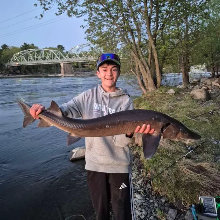 The most recent Lake sturgeon catches on Fishbrain