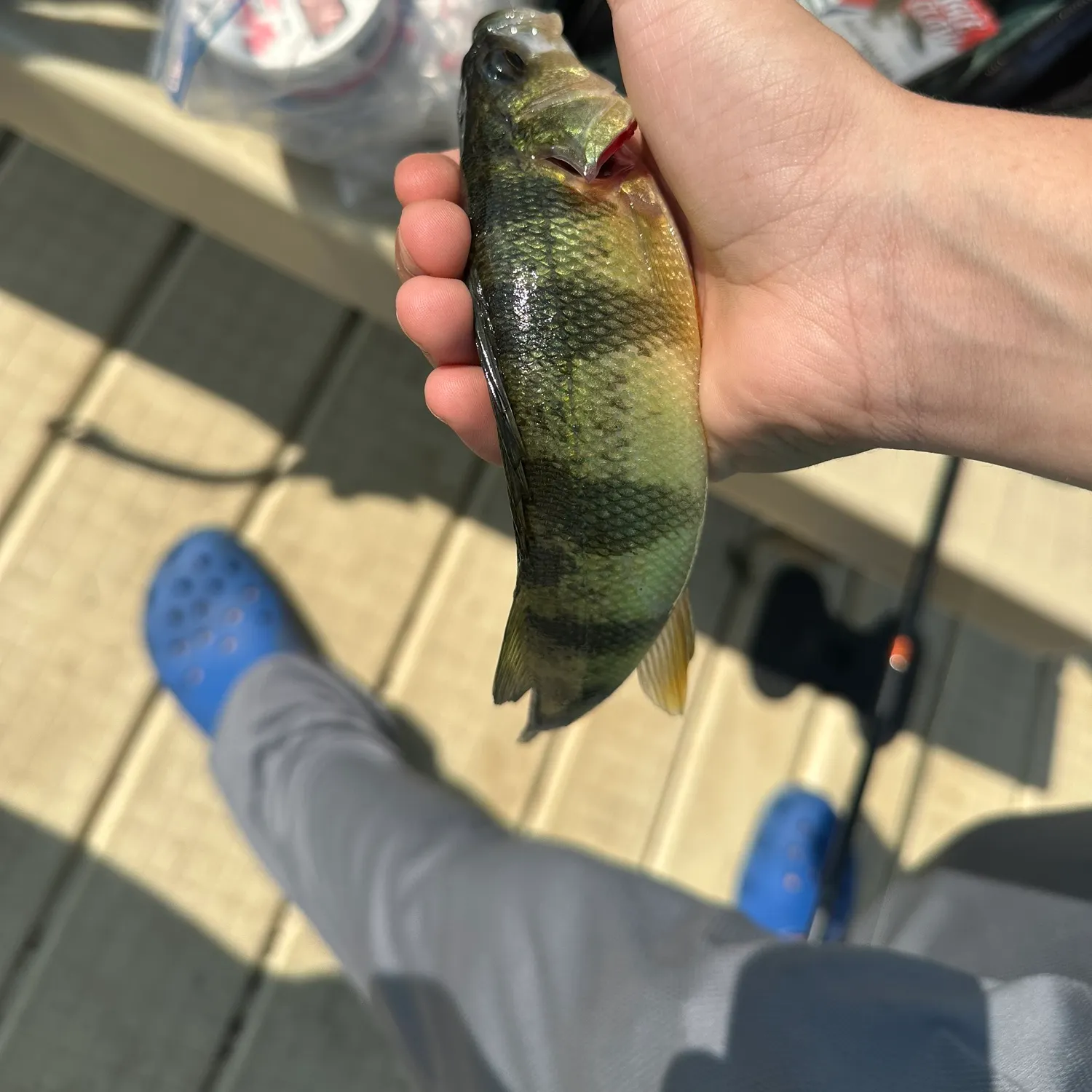 The most recent Grey reef shark catches on Fishbrain