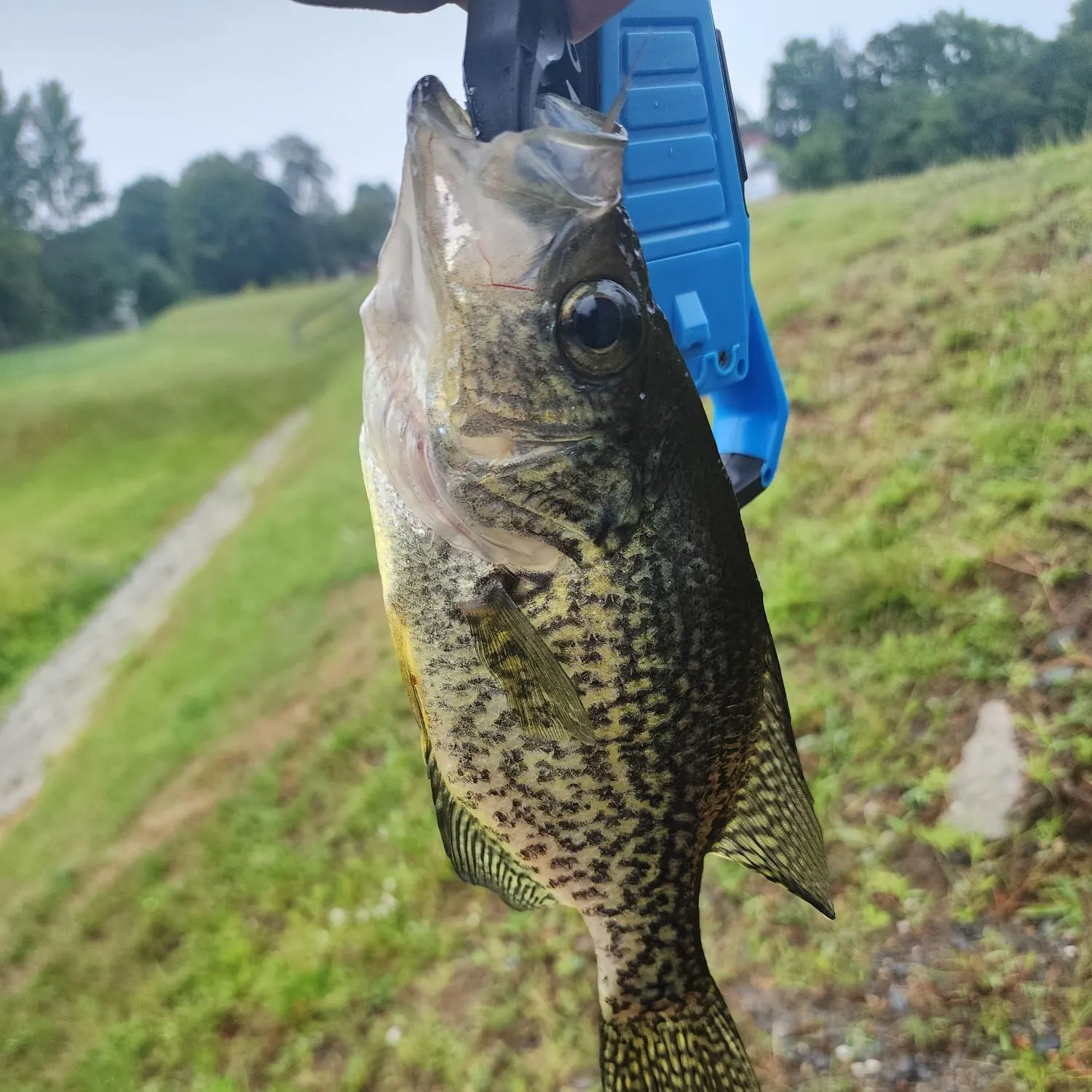 Black crappie caught on Fishbrain