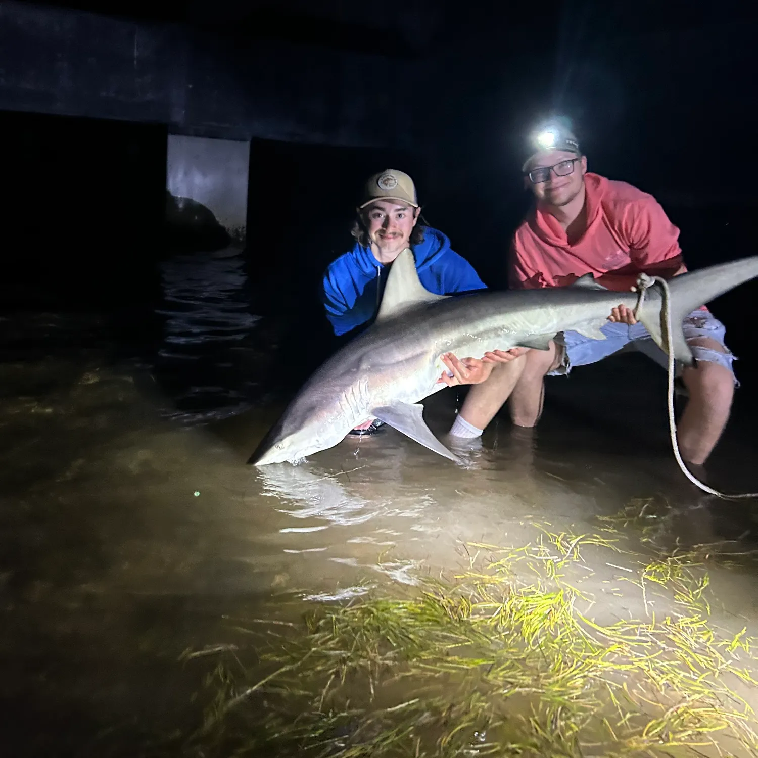 The most recent Spinner shark catches on Fishbrain