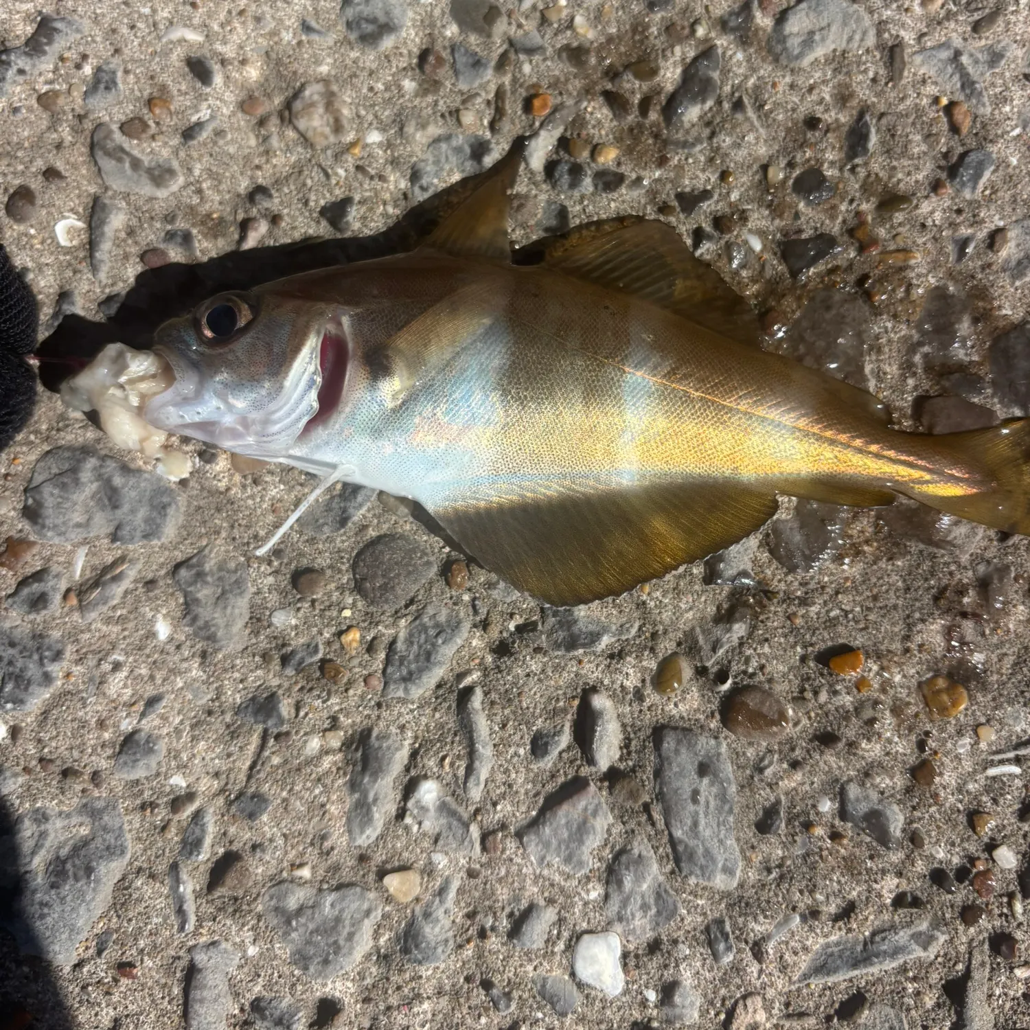 Fish caught on Fishbrain