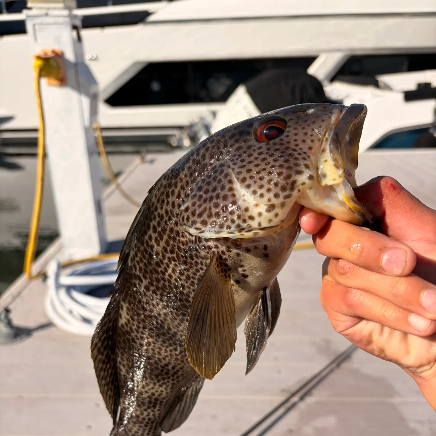 The most recent Spotted sand bass catches on Fishbrain