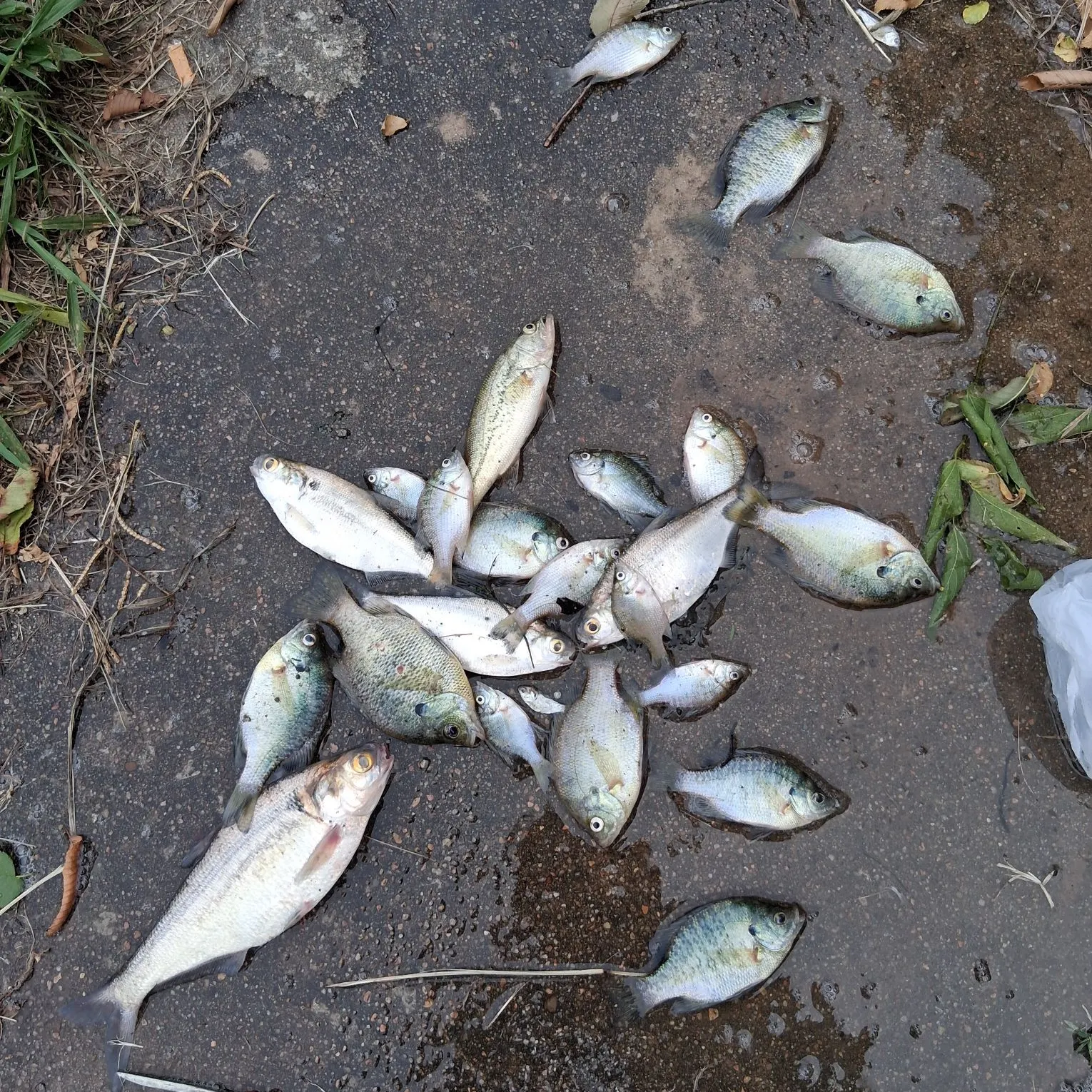 recently logged catches