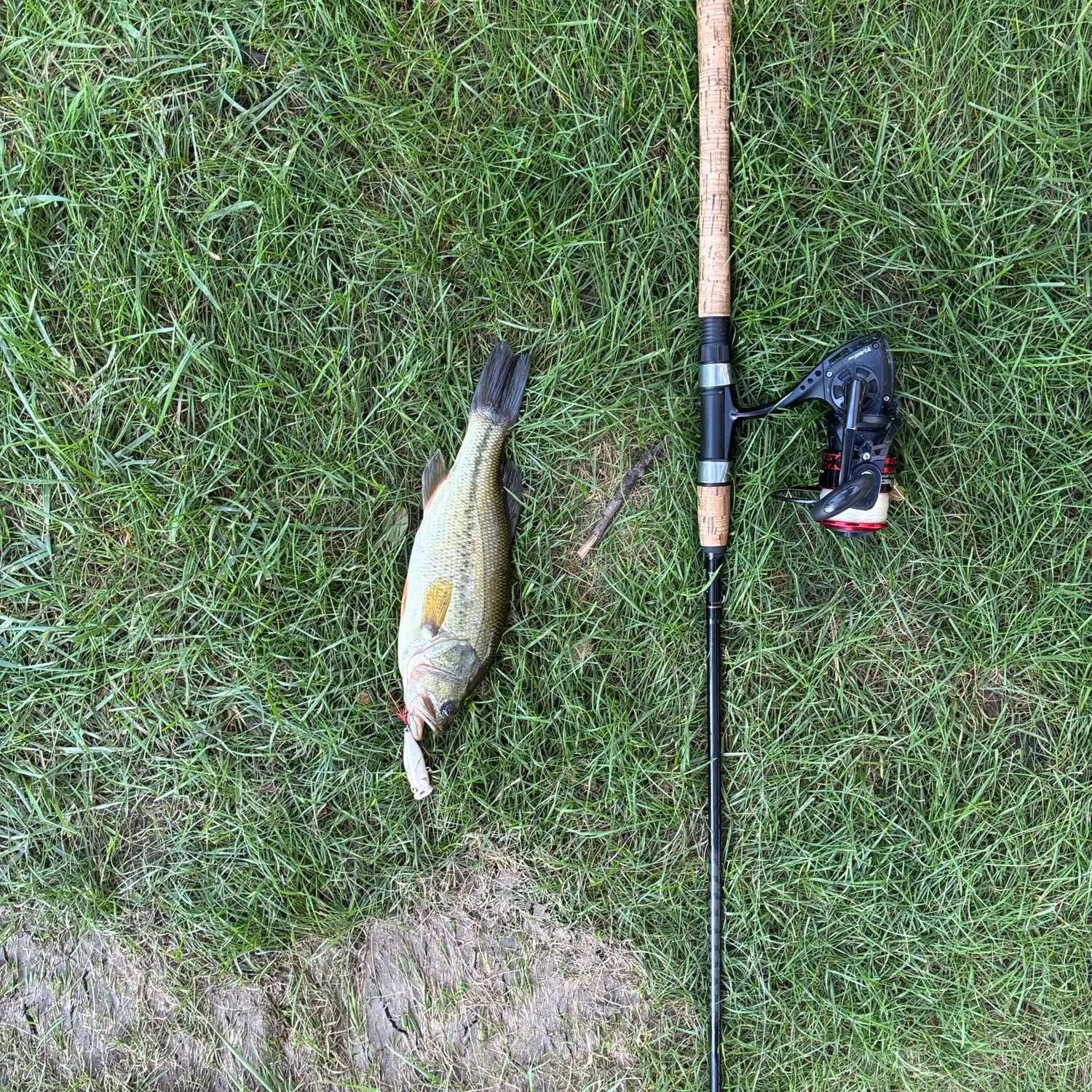Largemouth bass caught on Fishbrain
