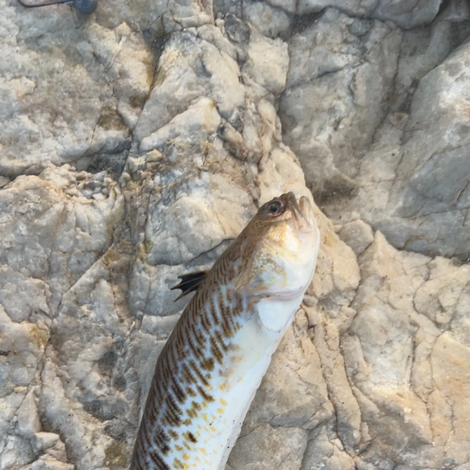 The most recent Greater weever catches on Fishbrain