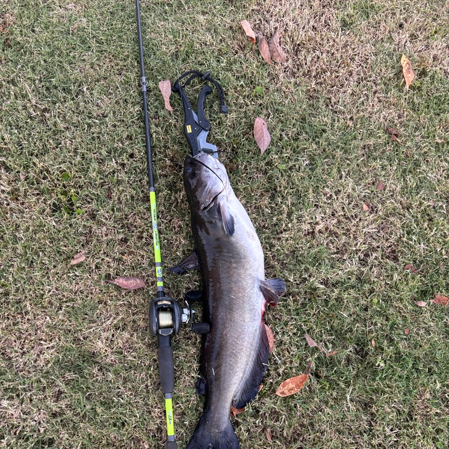 Channel catfish caught on Fishbrain