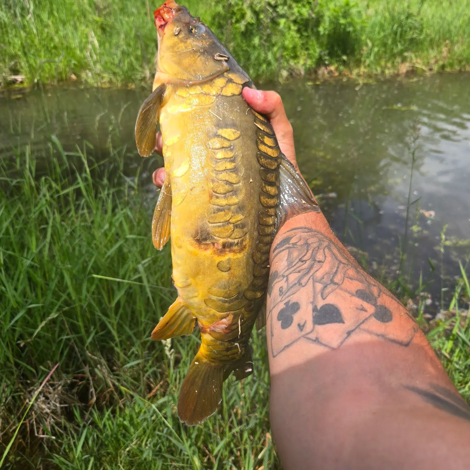 recently logged catches