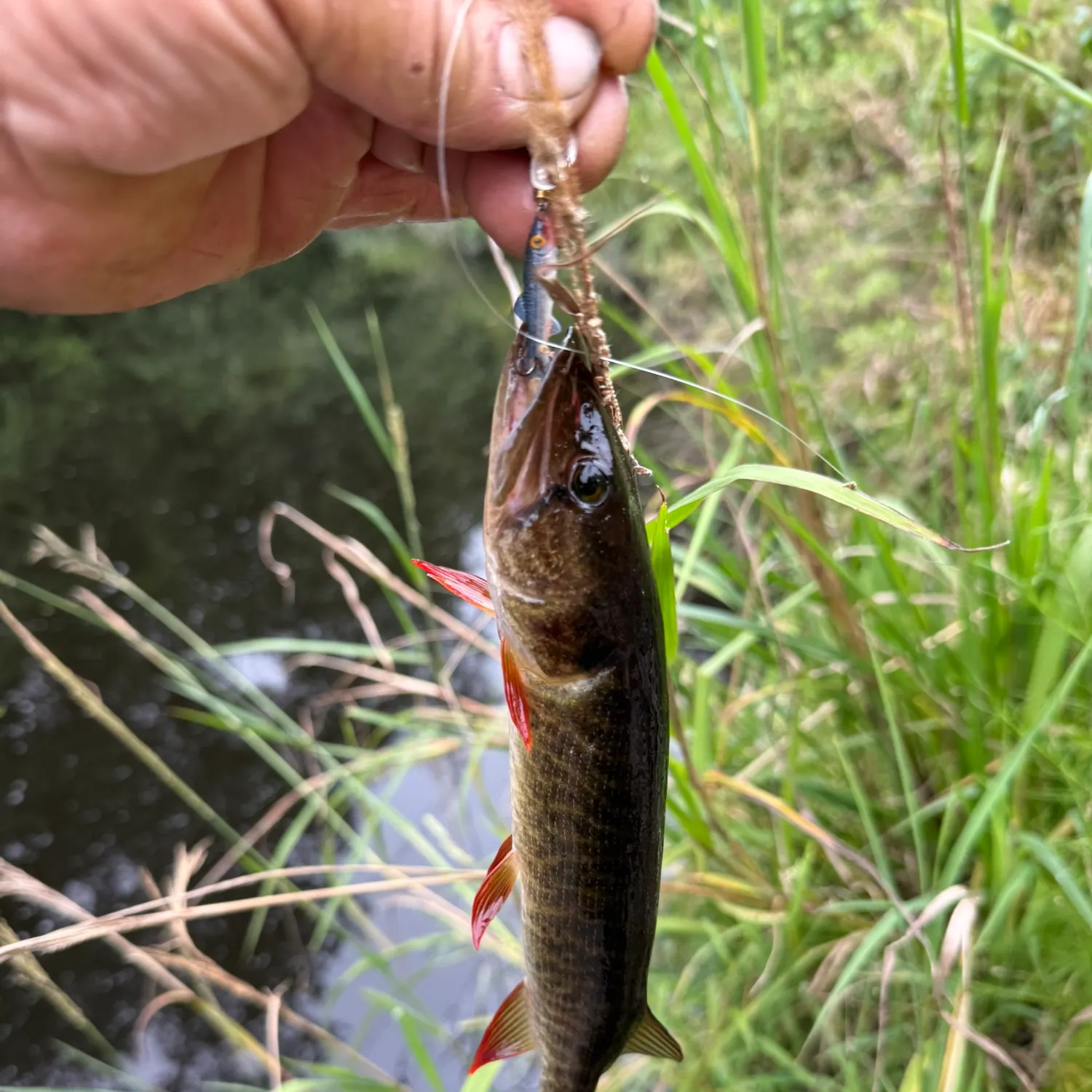 The most recent Redfin pickerel catches on Fishbrain