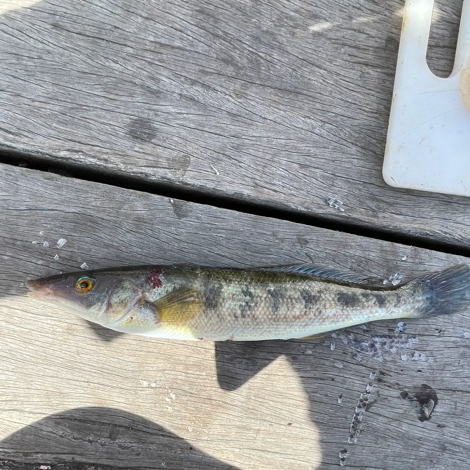 The most recent Blue weed whiting catches on Fishbrain