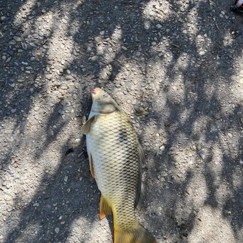 Common carp caught on Fishbrain