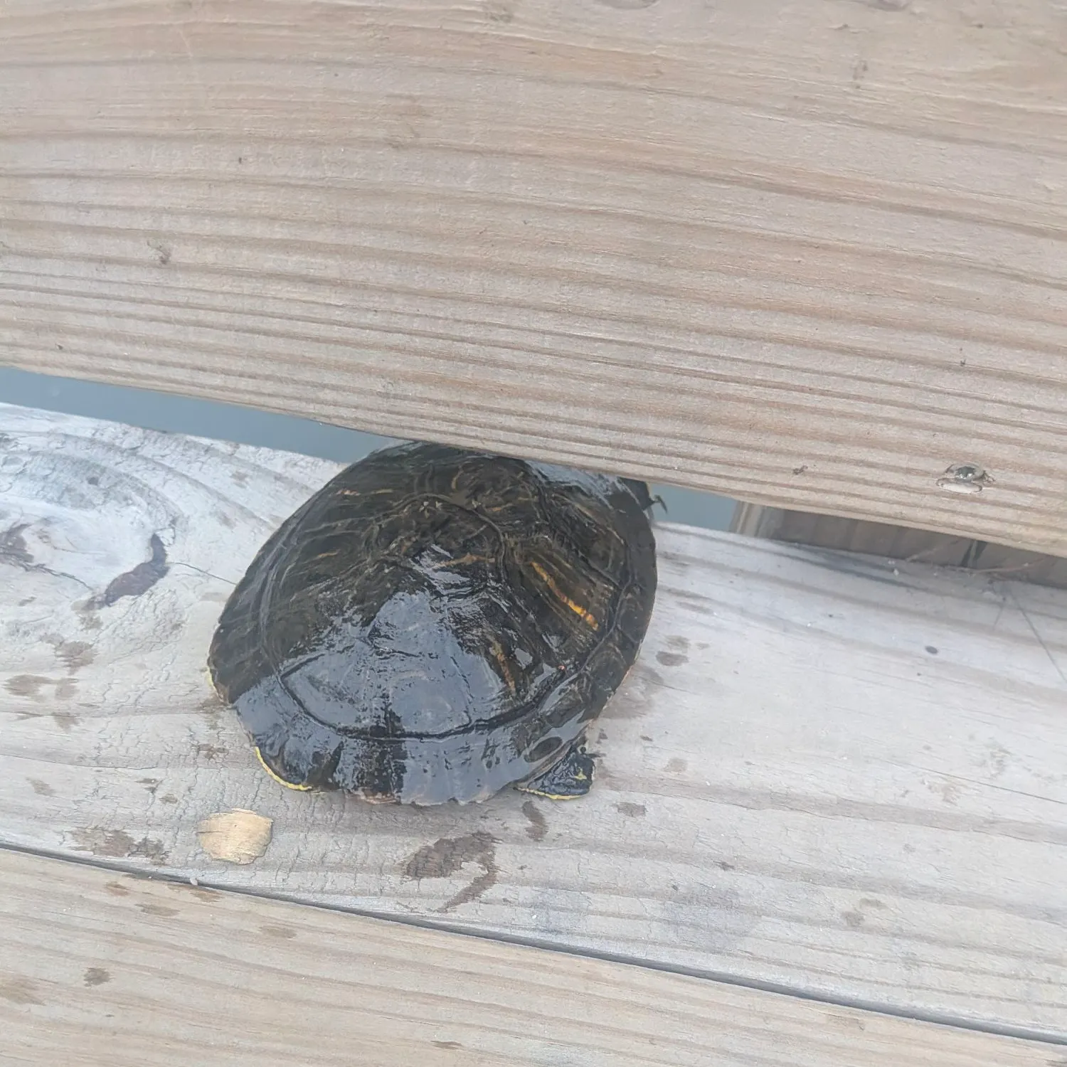 The most recent Texas cooter turtle catches on Fishbrain