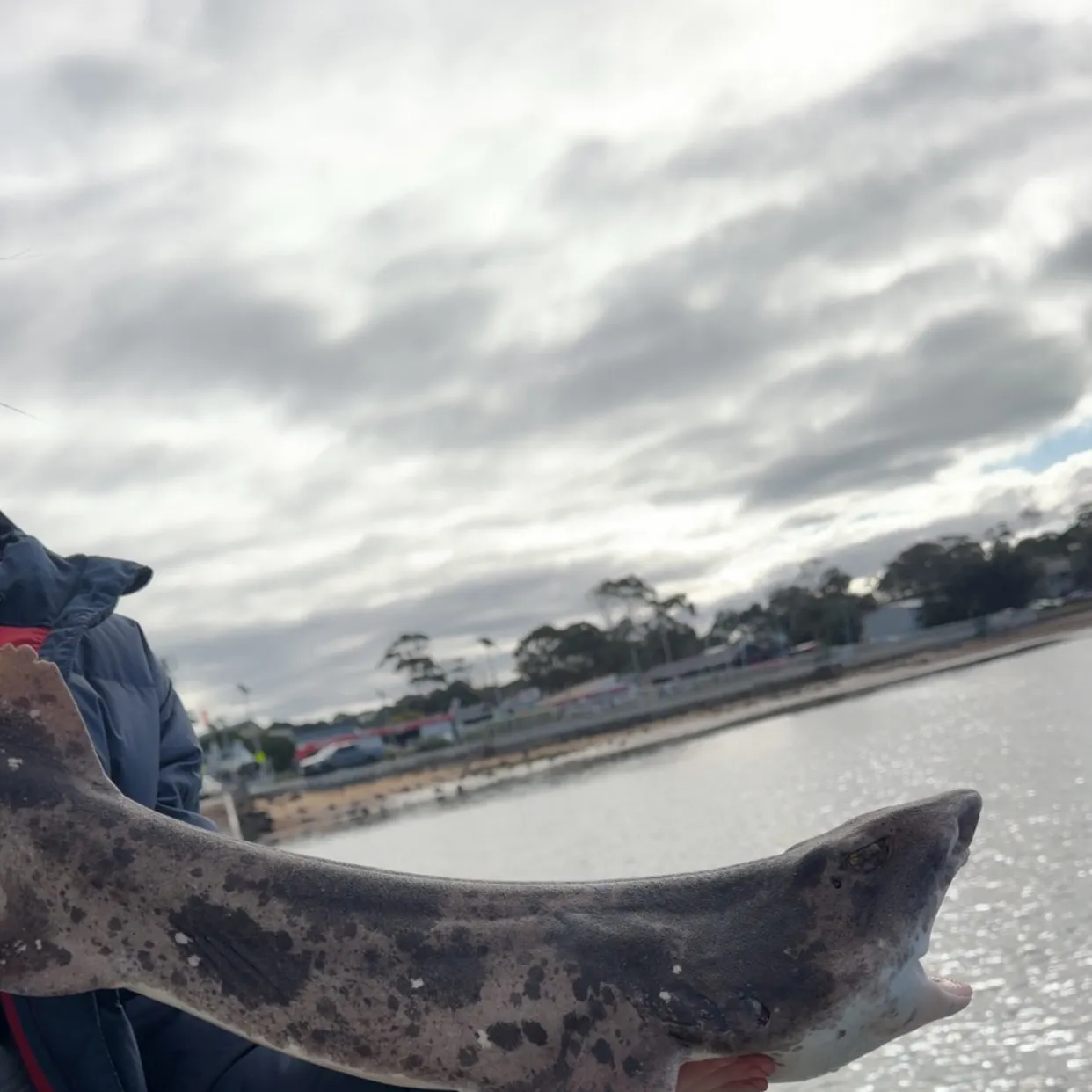 The most recent Swellshark catches on Fishbrain
