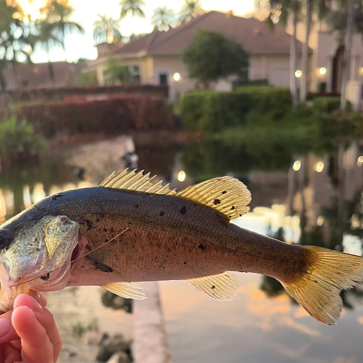 Largemouth bass caught on Fishbrain