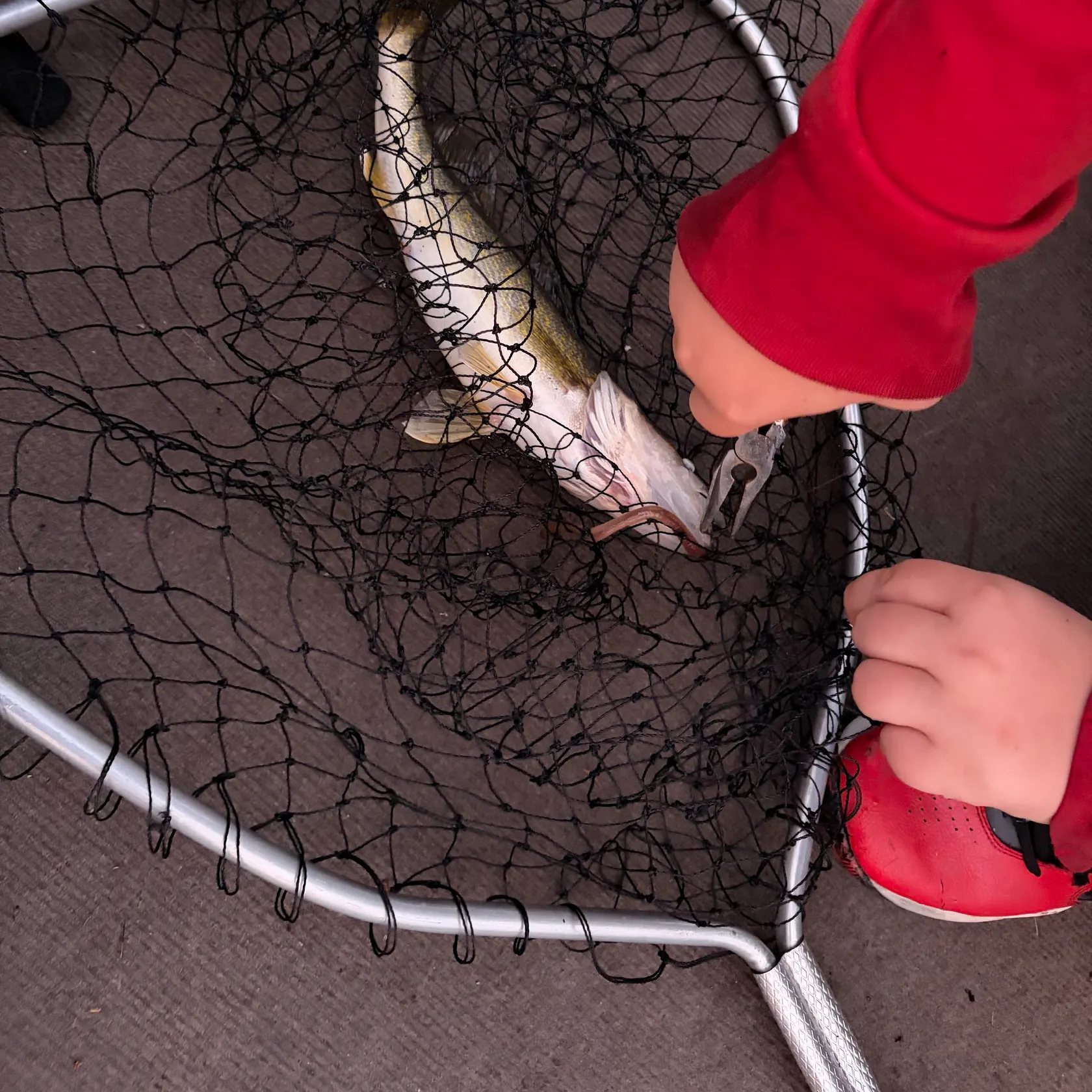 The most recent Walleye catches on Fishbrain