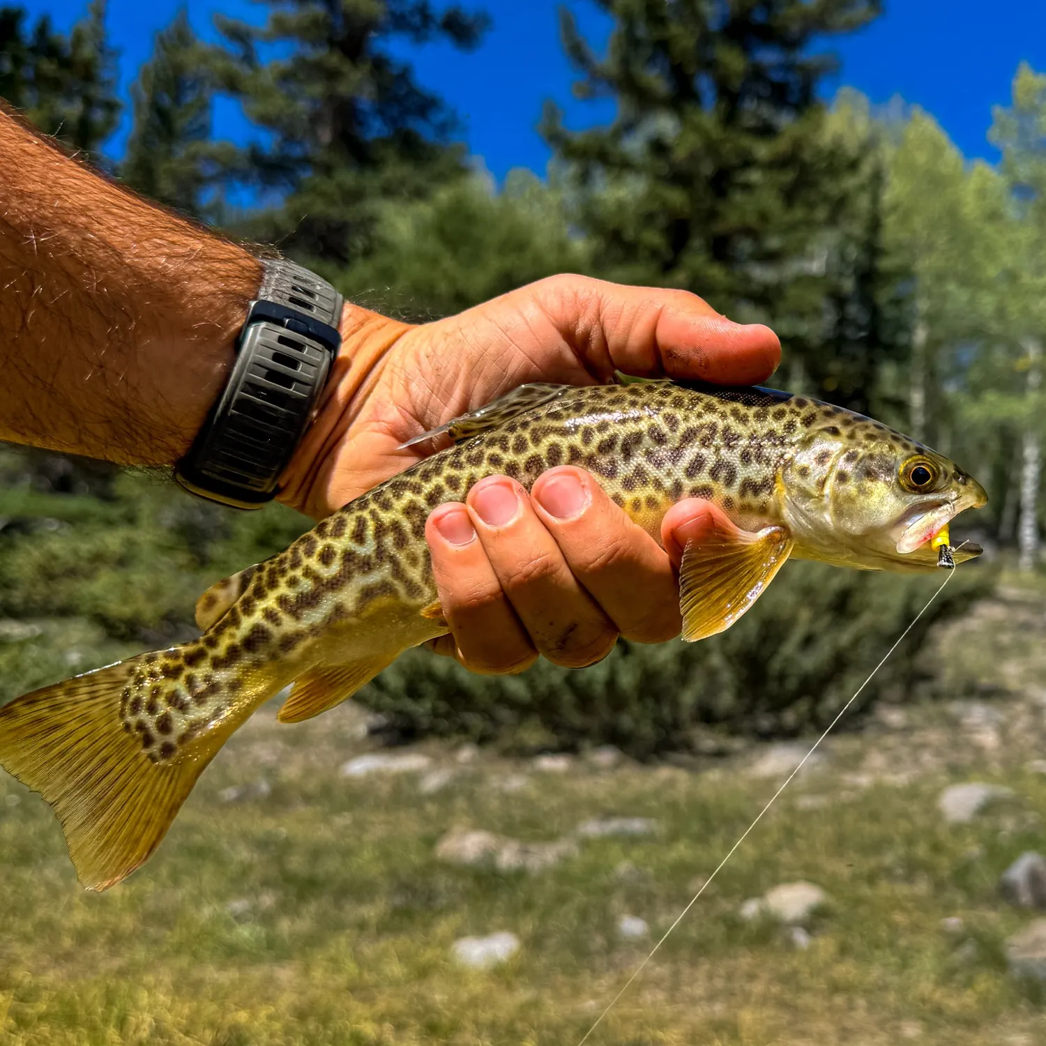 Tiger trout caught on Fishbrain