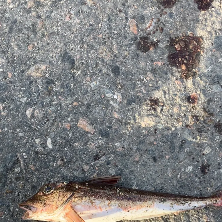 Tub gurnard caught on Fishbrain