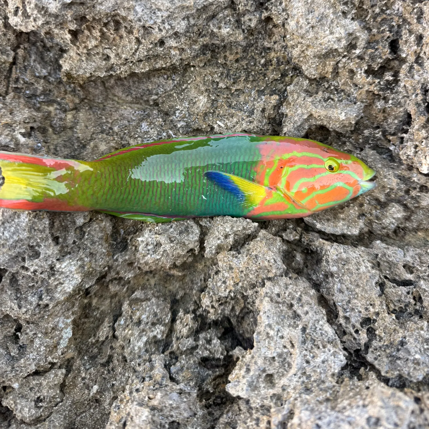 The most recent Christmas wrasse catches on Fishbrain