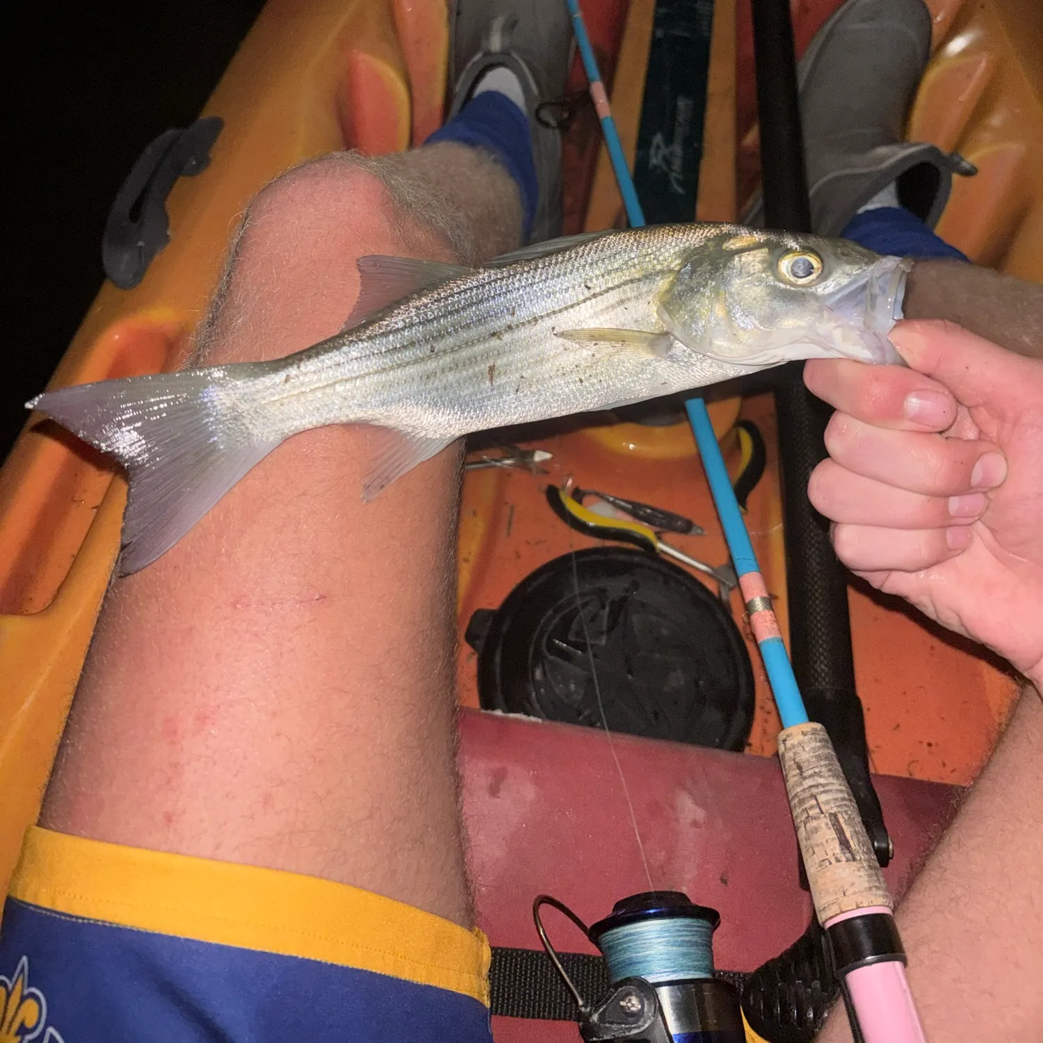 Striped bass caught on Fishbrain
