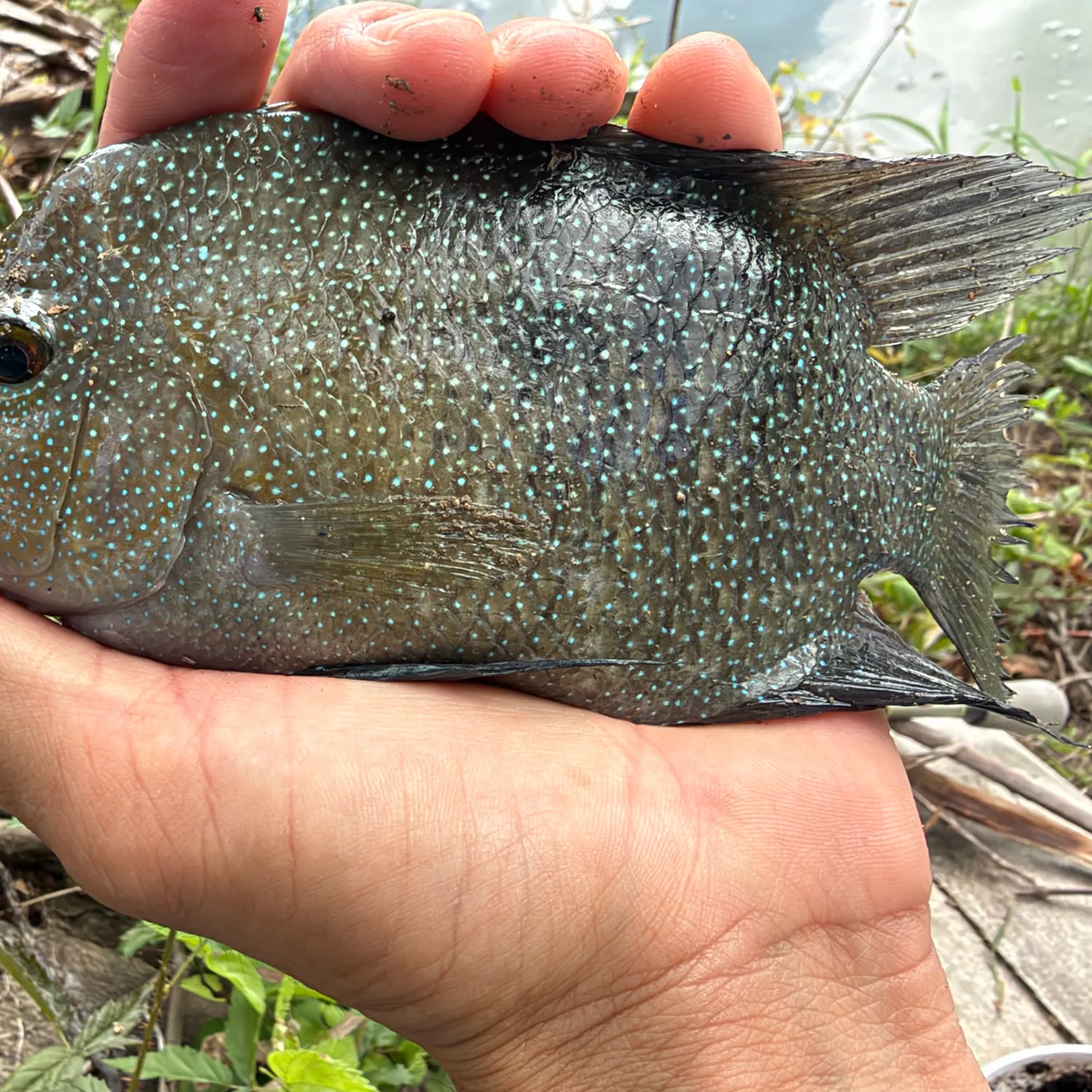 Rio Grande cichlid caught on Fishbrain