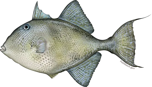 Grey triggerfish