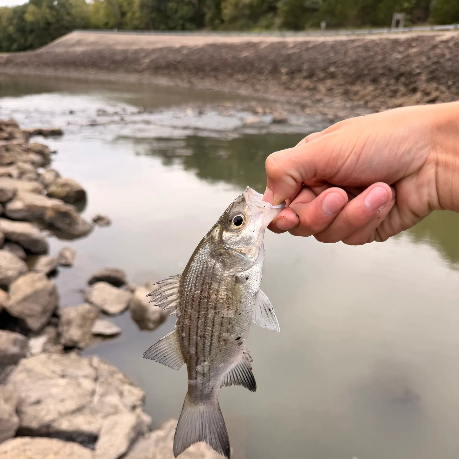 White bass caught on Fishbrain