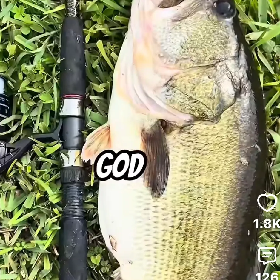 Largemouth bass caught on Fishbrain