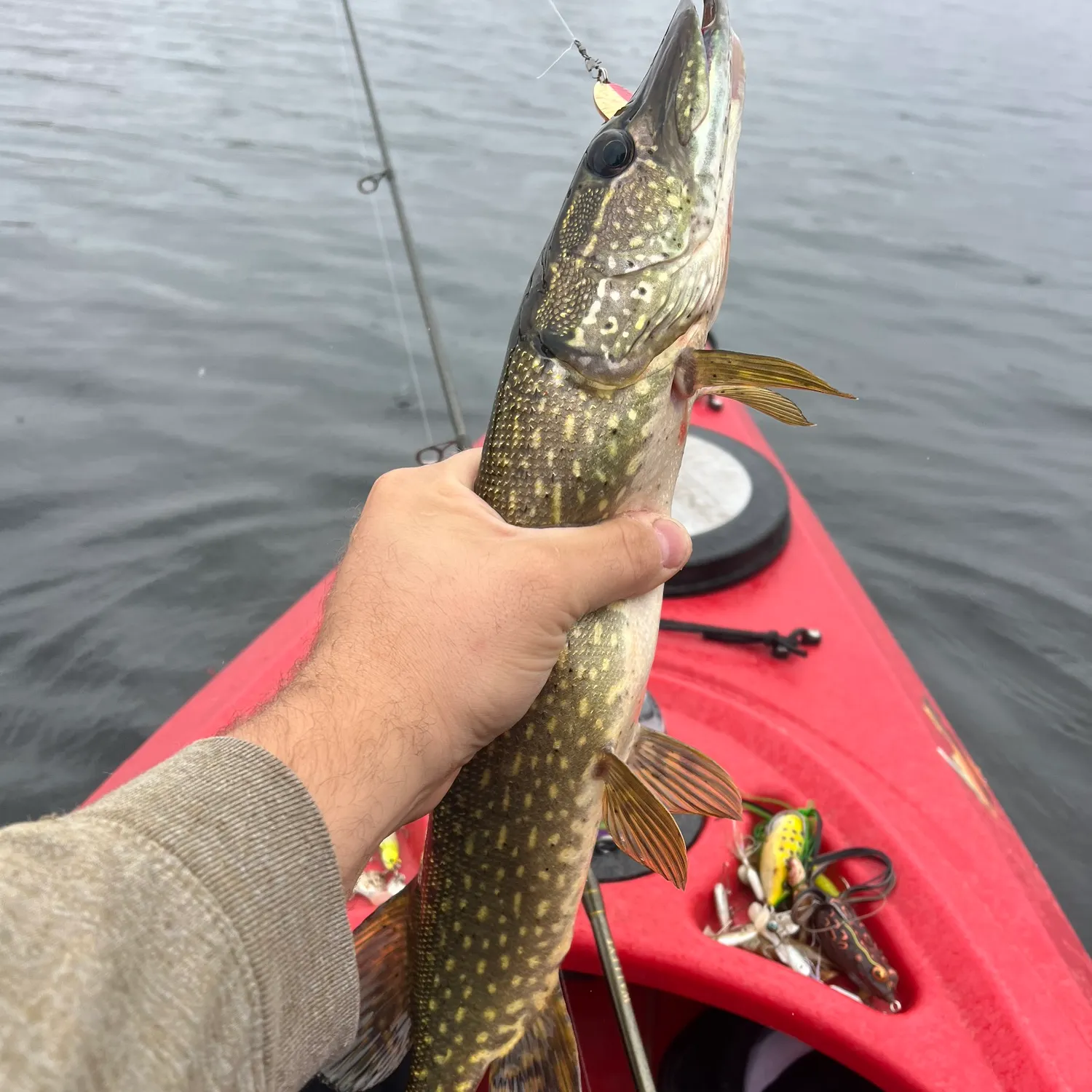 Northern pike caught on Fishbrain