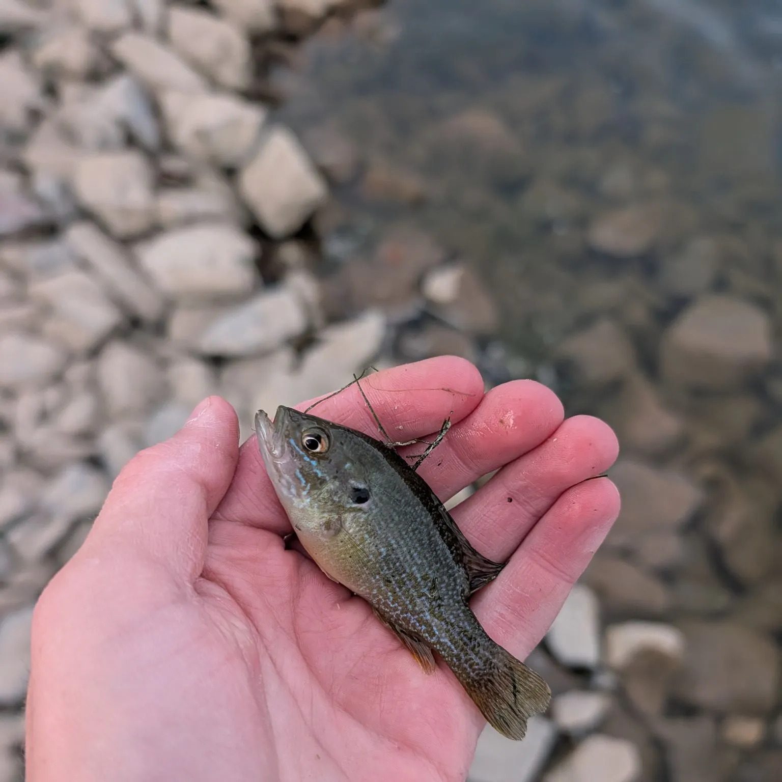 Green sunfish caught on Fishbrain