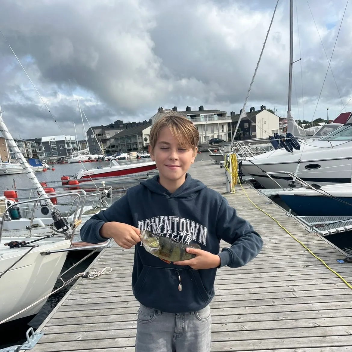 The most recent European perch catches on Fishbrain