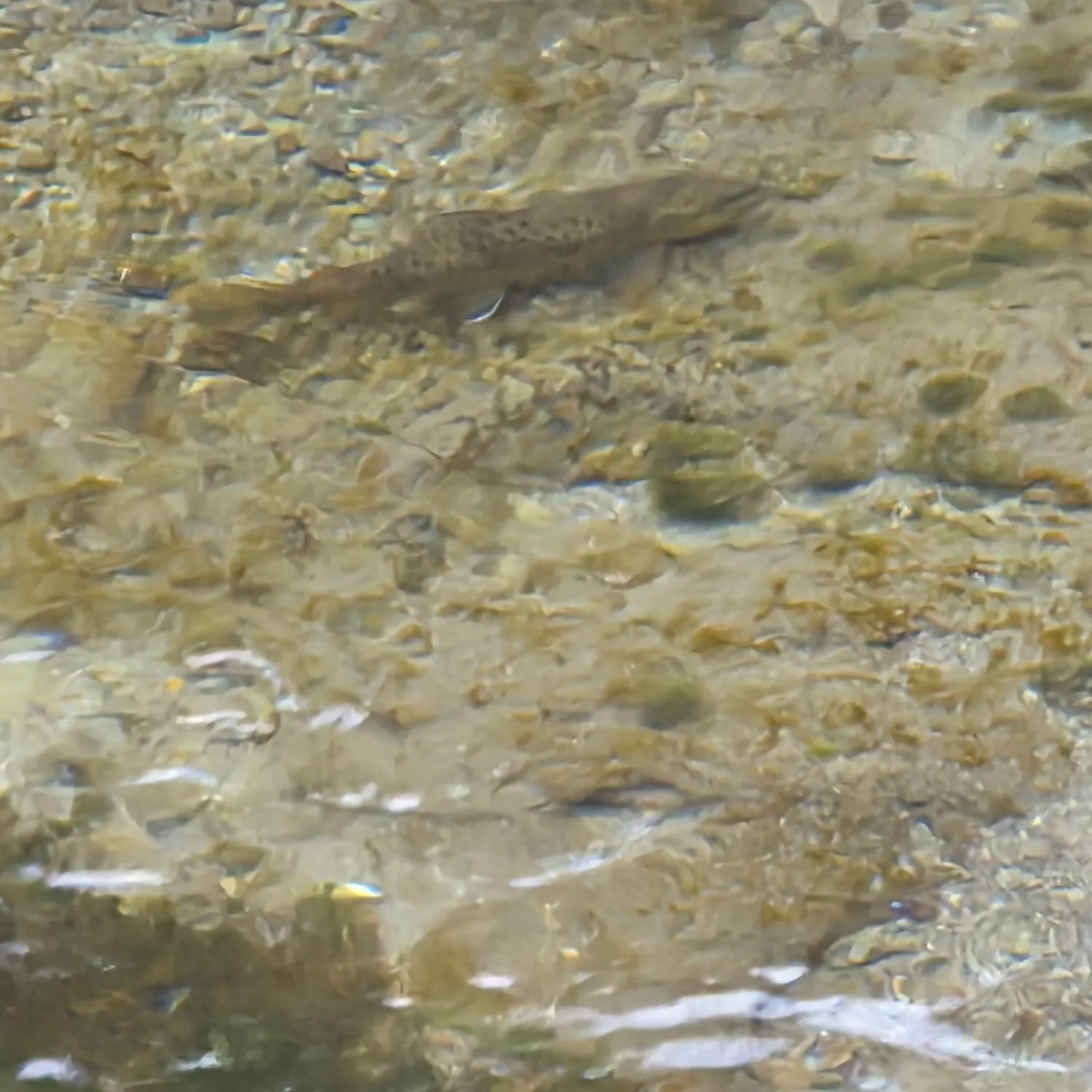 Brown trout caught on Fishbrain