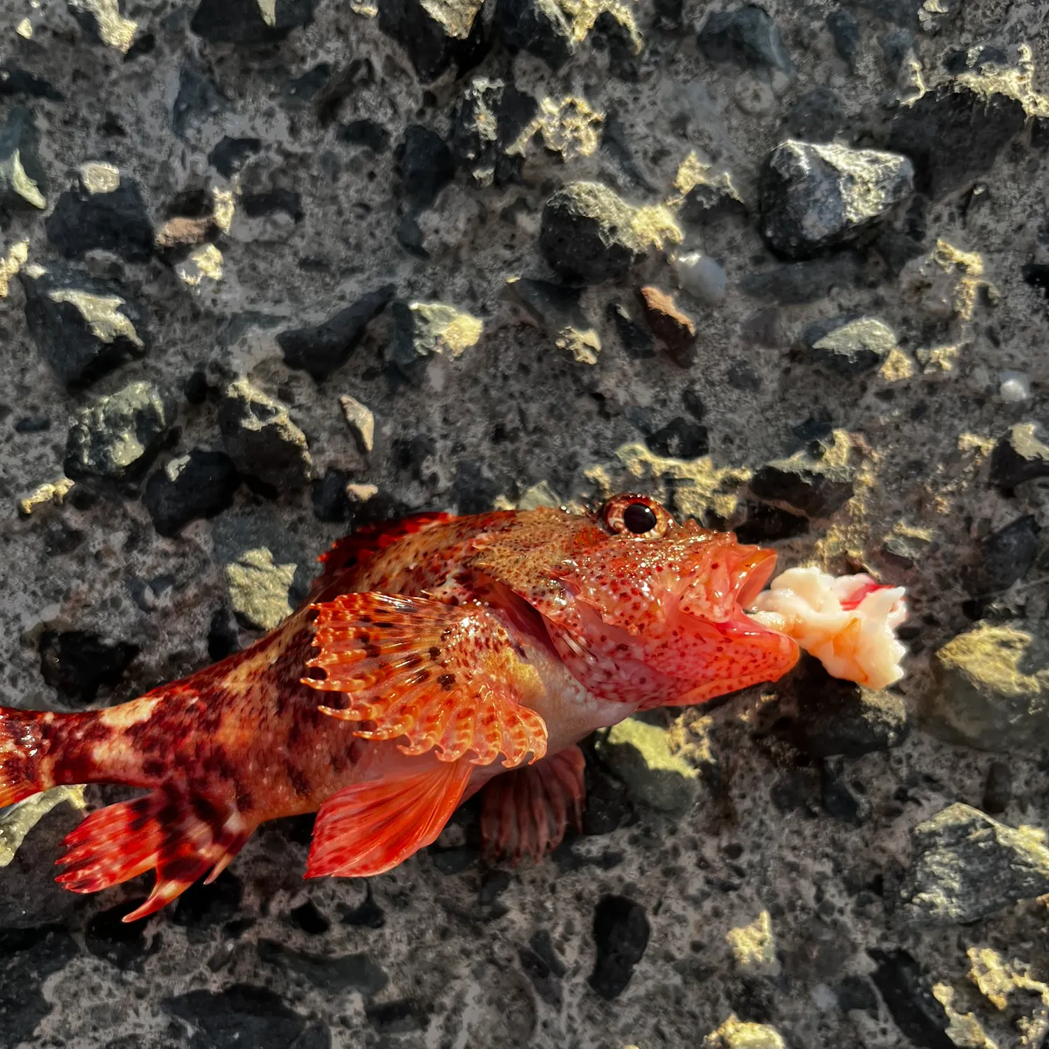 The most recent Quillback rockfish catches on Fishbrain