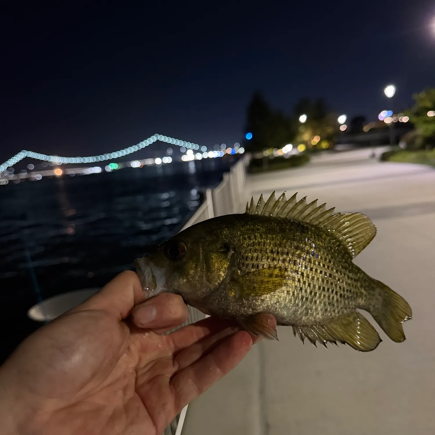 Rock bass caught on Fishbrain