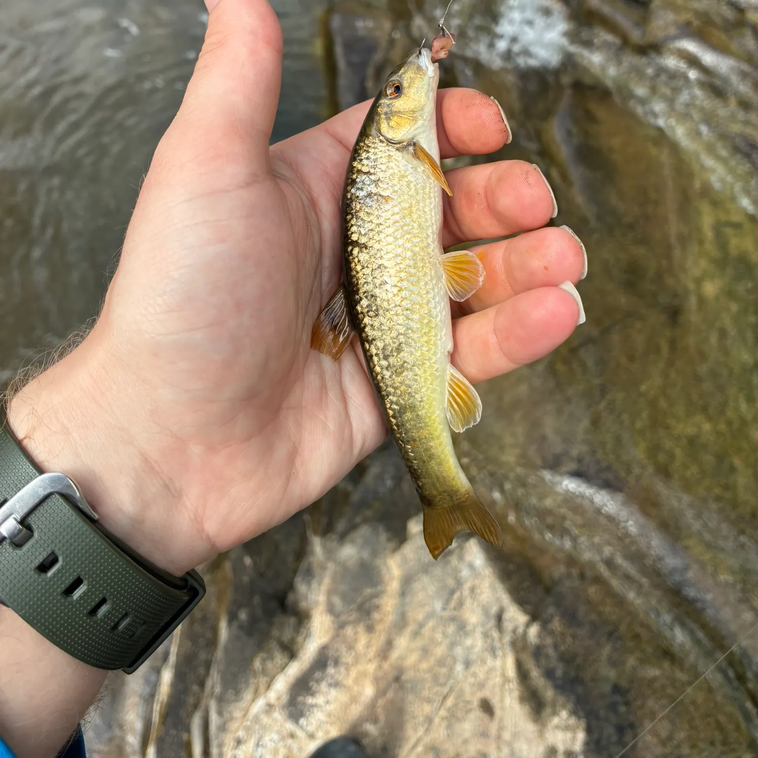 The most recent Largescale stoneroller catches on Fishbrain
