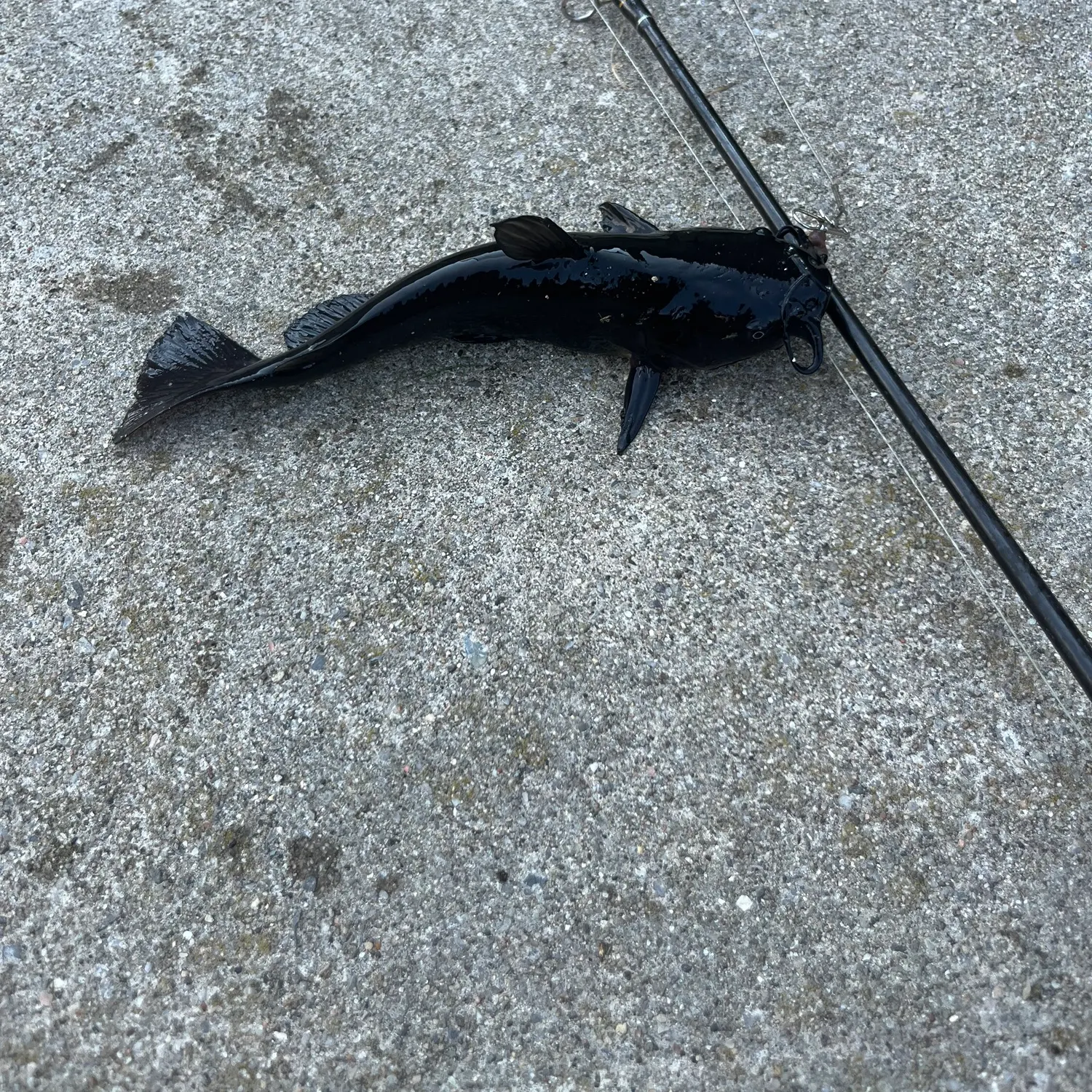 Black bullhead caught on Fishbrain
