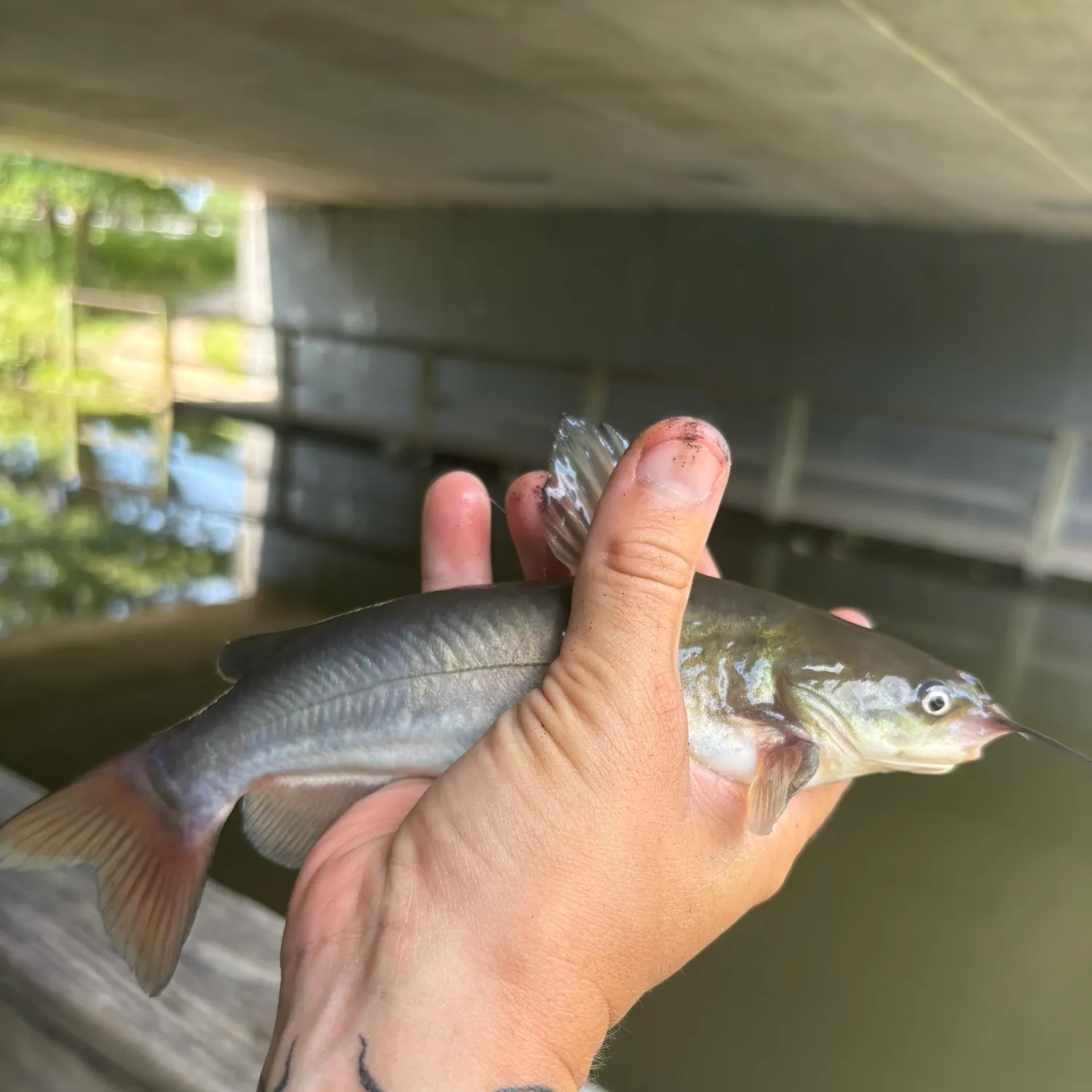 Channel catfish caught on Fishbrain