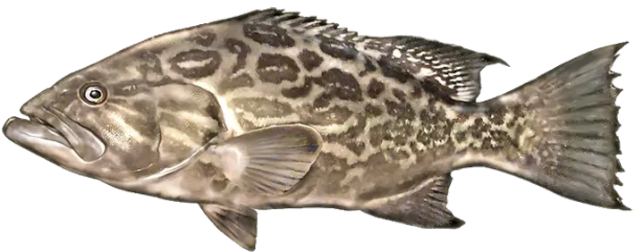 Broomtail grouper