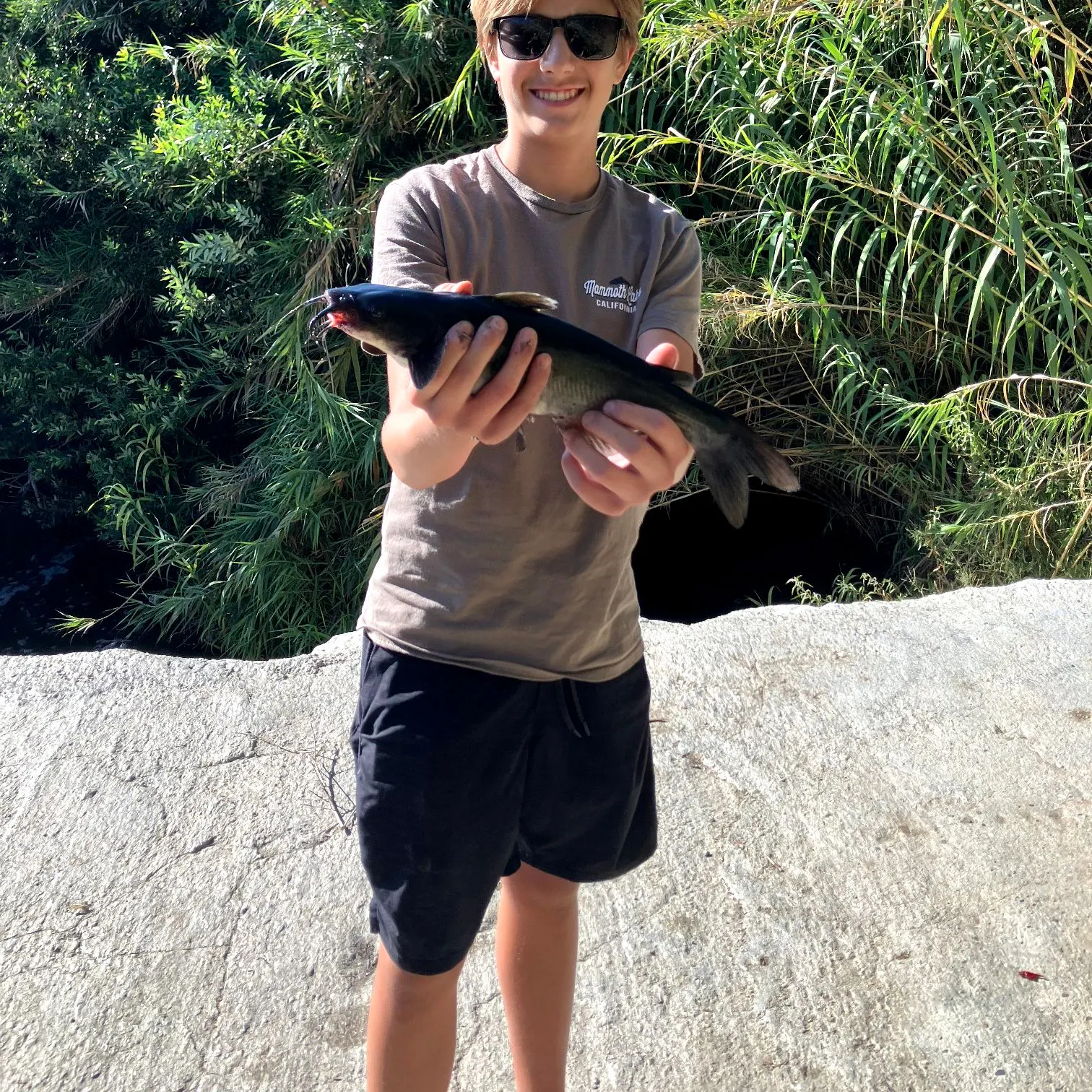 Channel catfish caught on Fishbrain