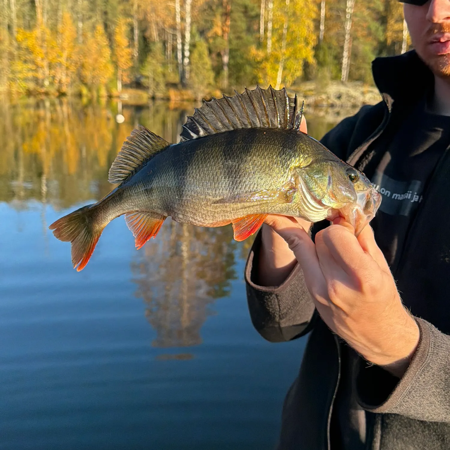 European perch caught on Fishbrain