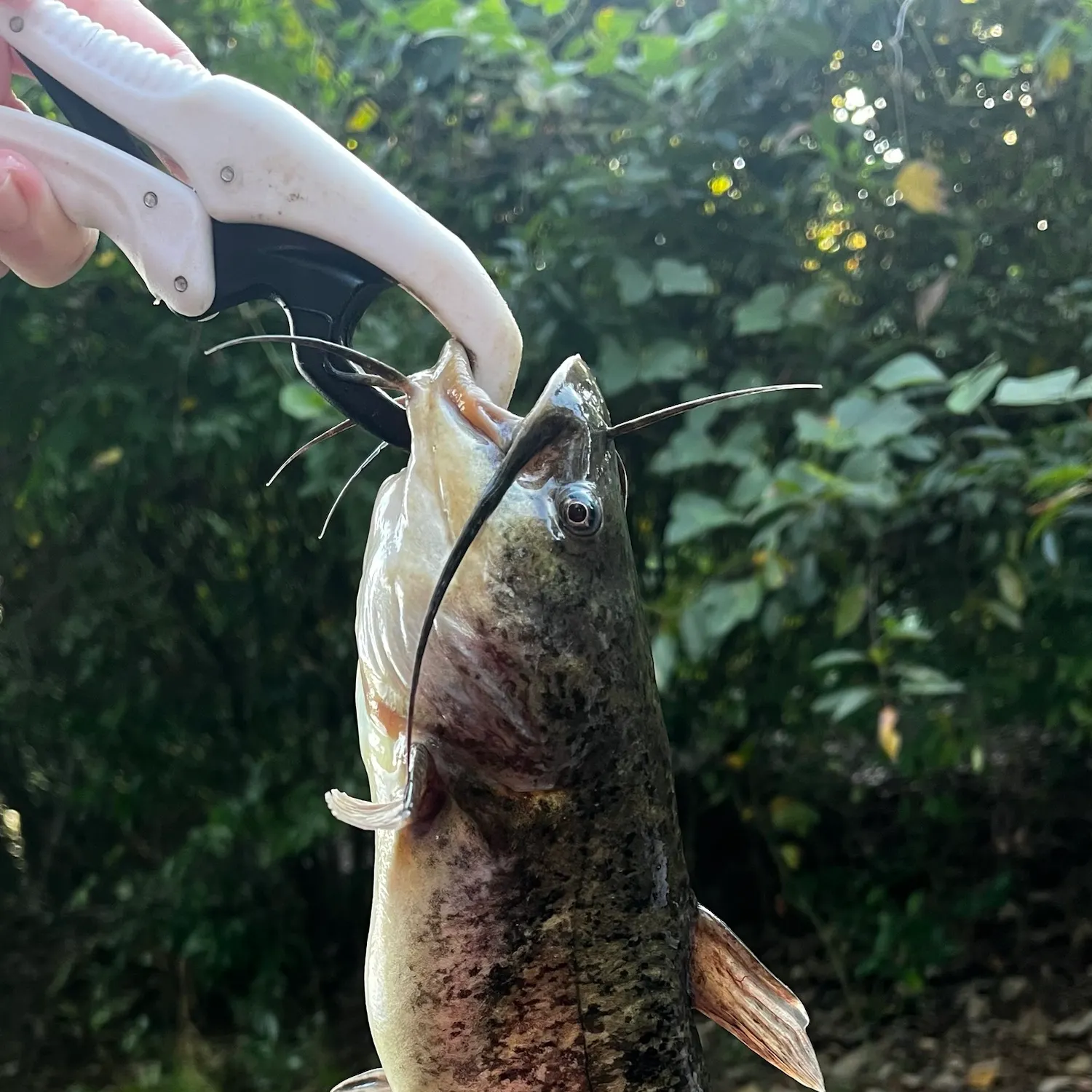 Brown bullhead caught on Fishbrain