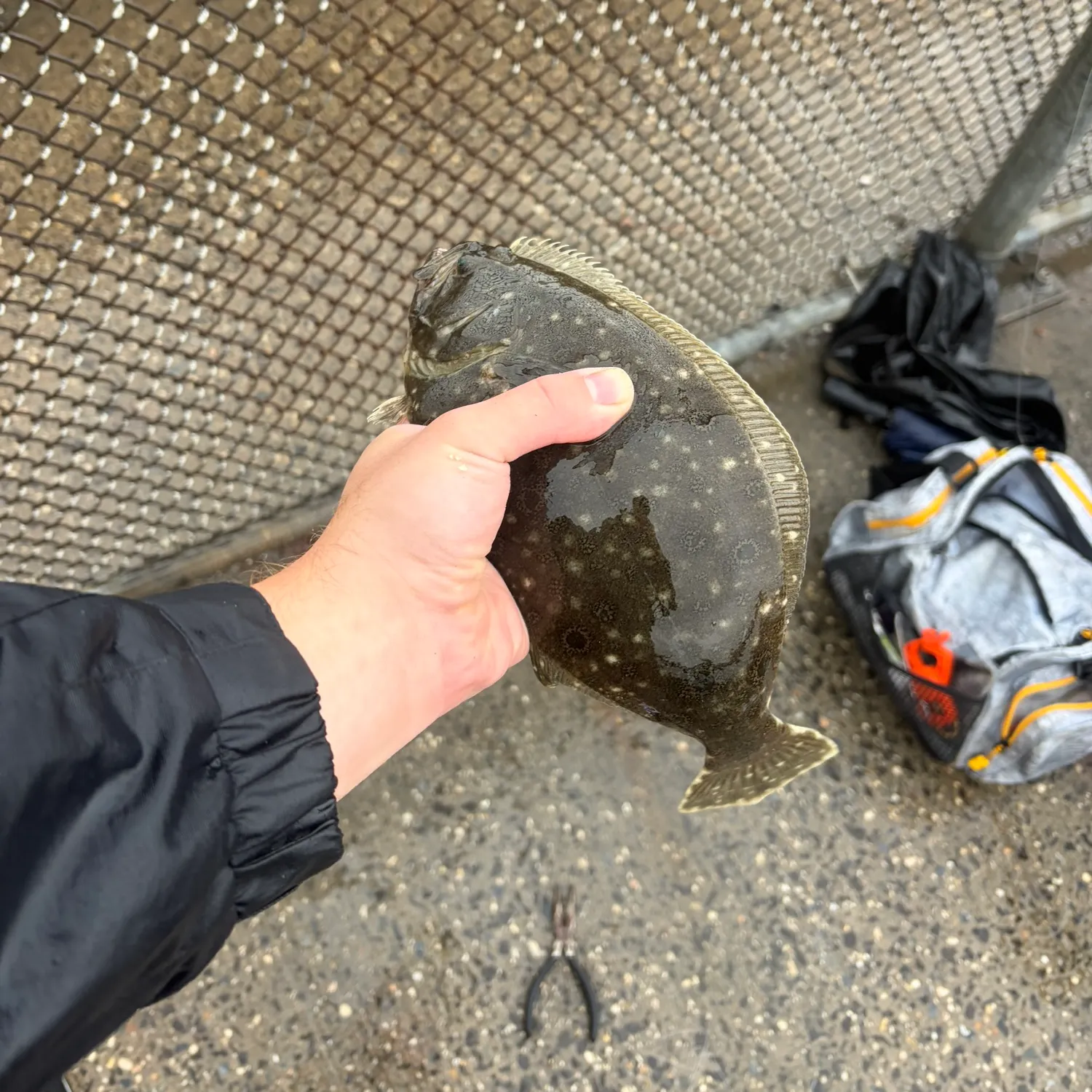 Summer flounder caught on Fishbrain