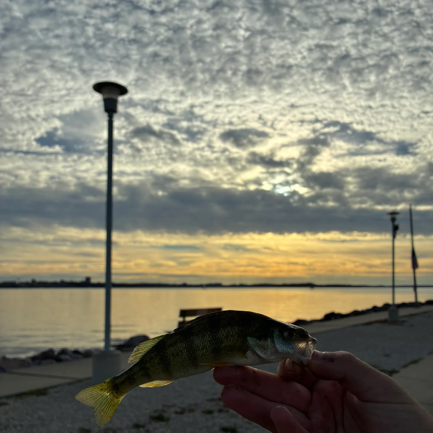 Yellow perch caught on Fishbrain