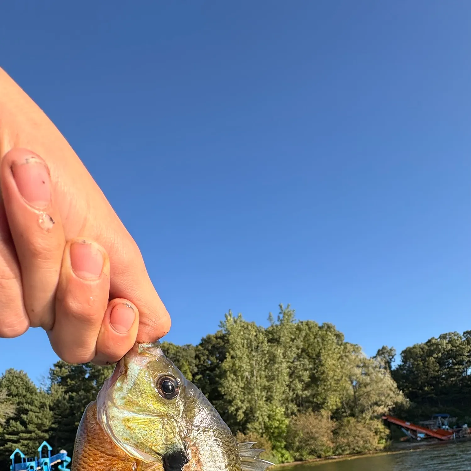 Bluegill caught on Fishbrain