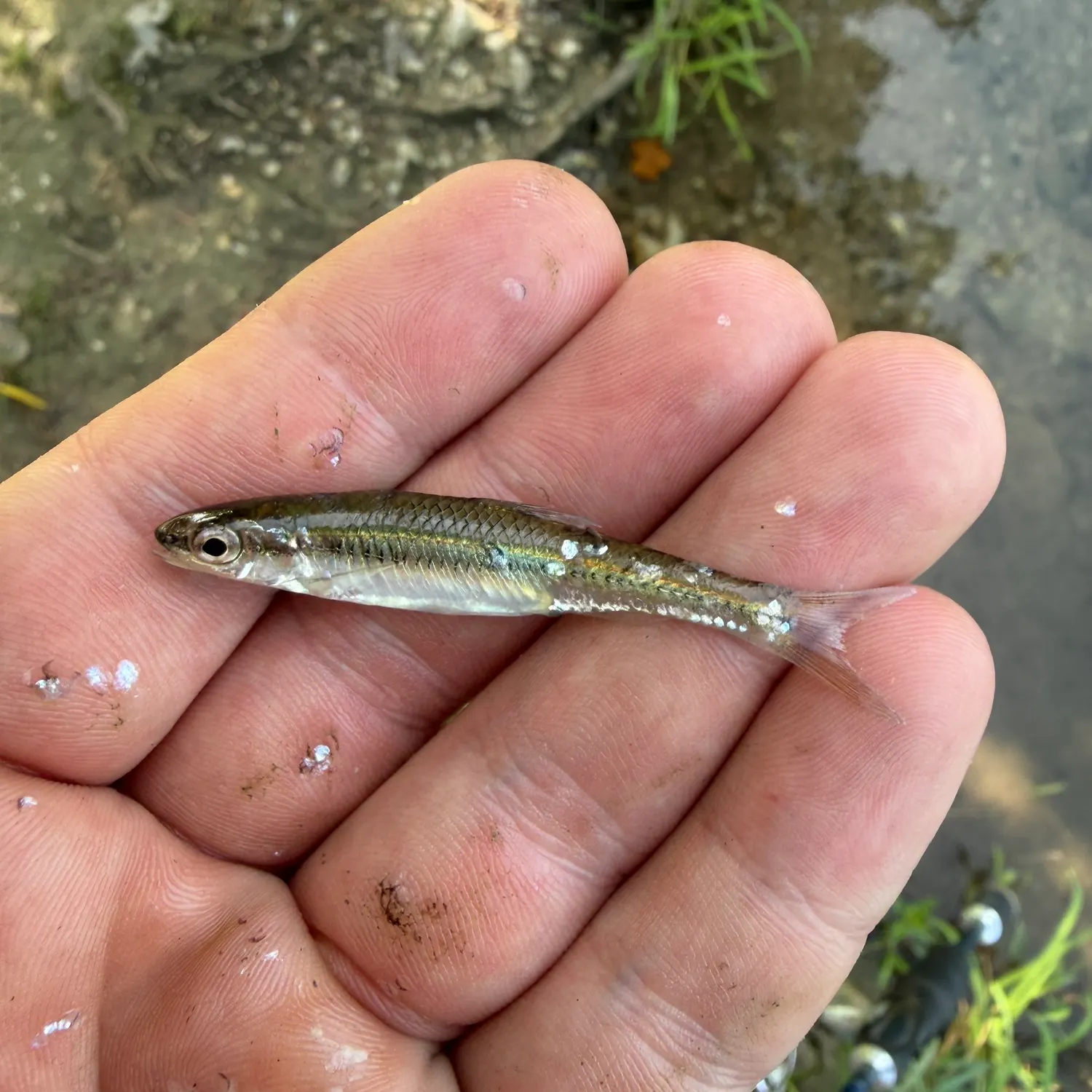 The most recent Ozark minnow catches on Fishbrain