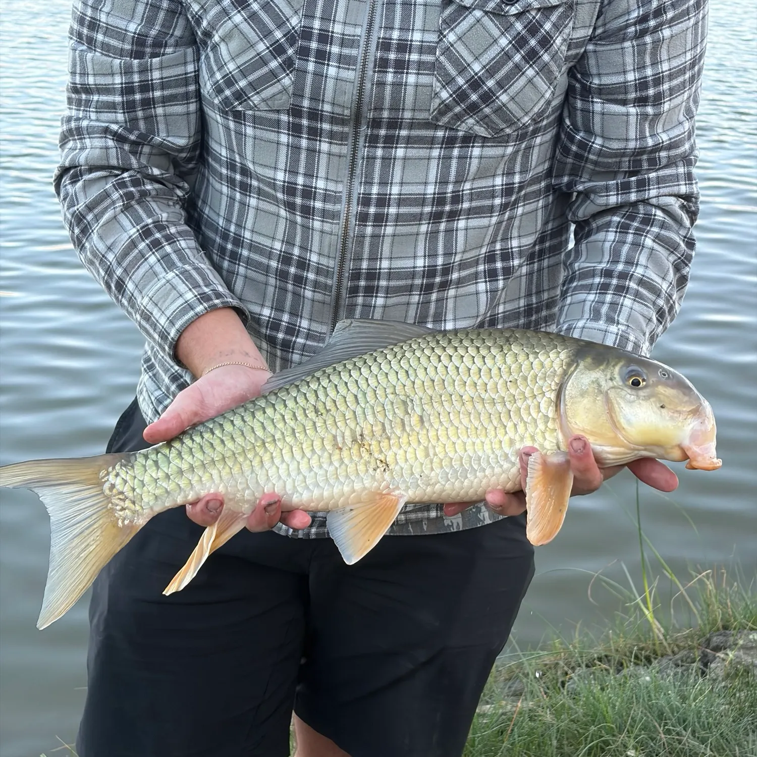 The most recent Silver redhorse catches on Fishbrain