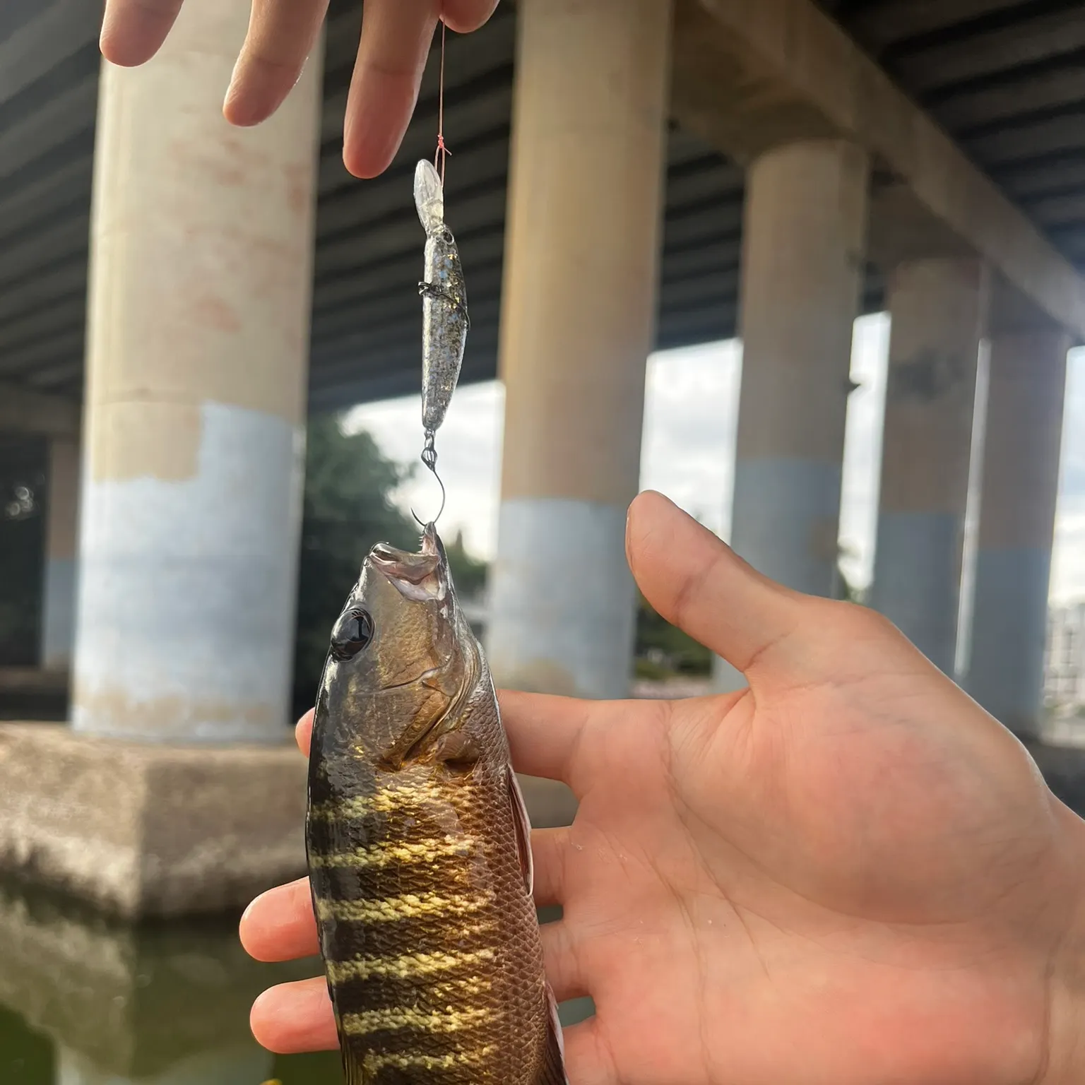 The most recent Mangrove snapper catches on Fishbrain