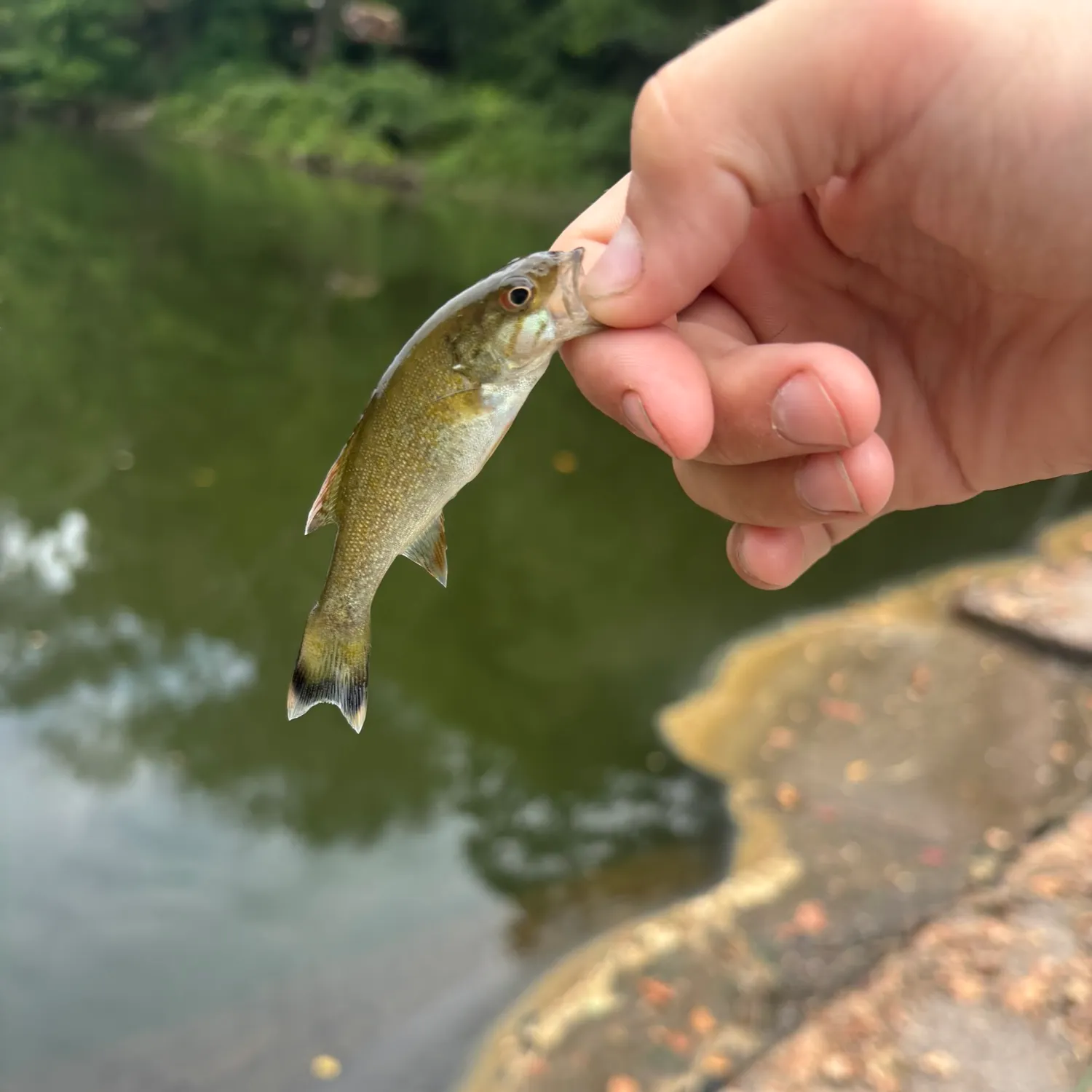 Smallmouth bass caught on Fishbrain