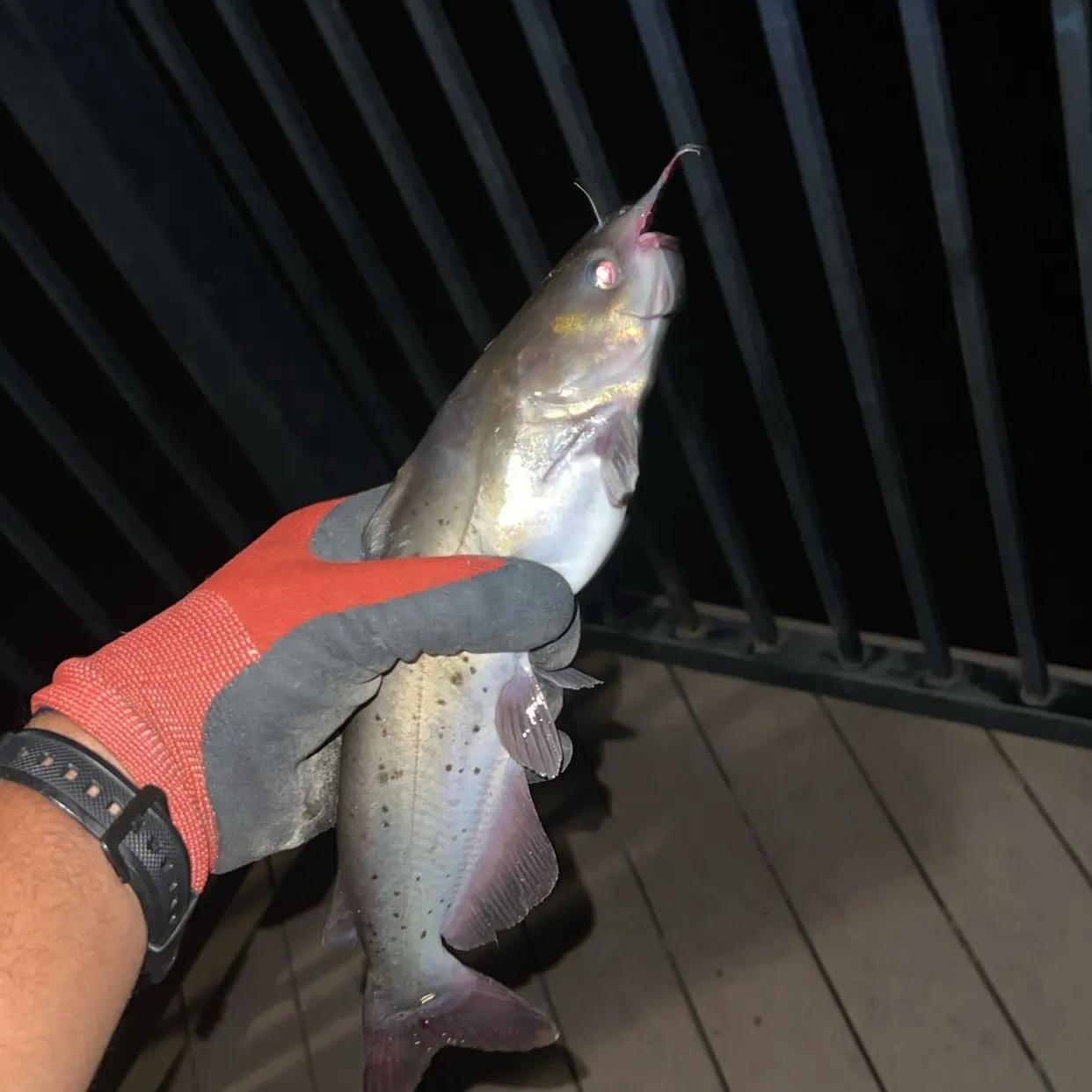 Channel catfish caught on Fishbrain